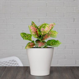 Цена за 2 шт. Горшок цв. "Лея" 2,2л двойной (белый) М7928