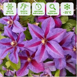 Клематис Миссис Н. Томпсон