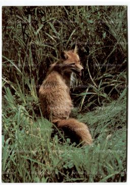 Открытка Лисица