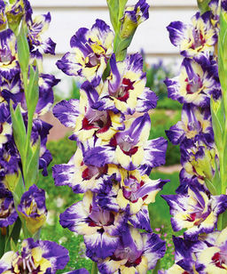 ГЛАДИОЛУС Циркус Колор Разбор 10/12 Кол-во упак., шт 10