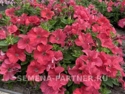 Петуния Кэнди Эвелина прямостоячая коралловая - Партнер фото 4