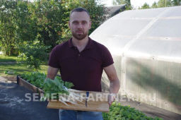 Редис Светлячок - Партнер фото 6