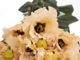 Эустома бахромчатая нежно-абрикосовая Сеньорита Марсела - Партнер фото 4