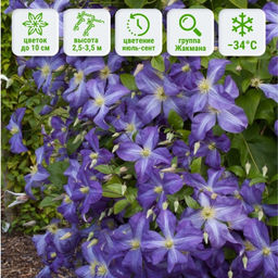 Клематис Дженни