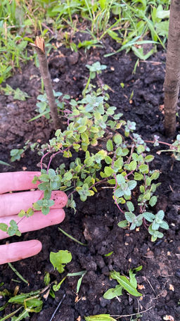 Котовник Фассена Кит Кэт