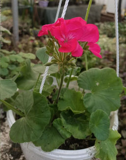 Пеларгония насыщенно розовая, горшок С2