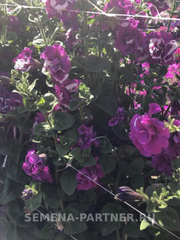 Петуния махровая срезочная Аллегра - Партнер фото 3