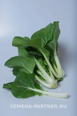 Капуста китайская Пак Чой - Партнер фото 2