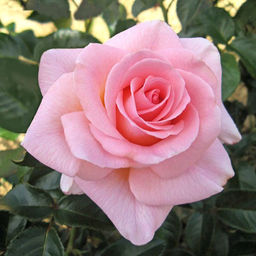 R501 ФАННИ АРДАН