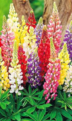 Люпин МИНАРЕТ СМЕСЬ