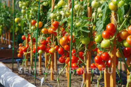 Томат Софа - Партнер фото 5