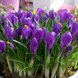 Крокус Flower Record (Флавер Рэкорд) 5 шт - Долина роз фото 9
