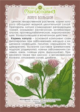 2 шт. Лопух большой (корень) - Мариславна фото 3