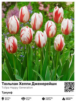Тюльпан Happy Generation (Триумф) - Голландские луковицы фото 2