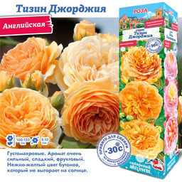 Роза Тизин Джорджия (Английская) 1шт