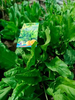 Щавель ЛИМОННЫЙ - Уральский дачник фото 3