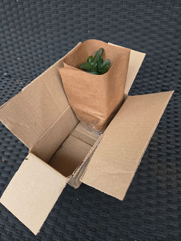 Живучка ползучая Чоклейт Чипс