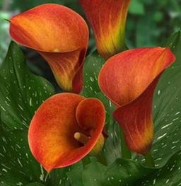 КАЛЛА Кэптан Сафари Разбор 12/14 Кол-во упак., шт 2