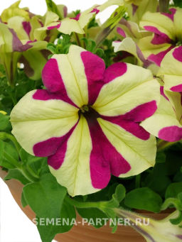 Петуния Софистика Лайм Биколор кустовая крупноцветковая - Партнер фото 3