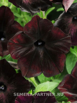 Петуния Софистика Блэкберри F1 крупноцветковая кустовая - Партнер фото 3