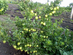 Крыжовник Донецкий крупноплодный