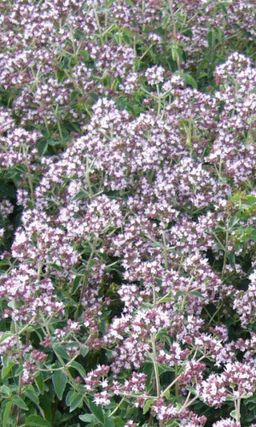 Душица МЕДОВЫЙ АРОМАТ