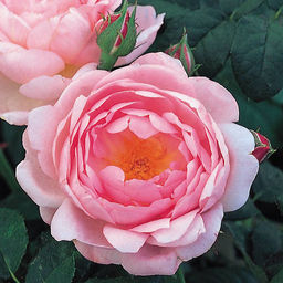 R460 СЕПТЕРД АЙЛ