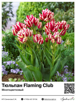 Тюльпан Flaming Club (Многоцветковый)