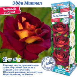 Роза Эдди Митчел (Чайно-гибридная) 1шт