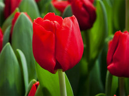 Тюльпан Escape (Эскейп) - Долина роз фото 4