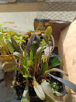 Живучка ползучая Чоклейт Чипс