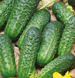 5055D Огурец Экспресс F1 5шт