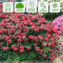 Рододендрон Скарлет Вондер