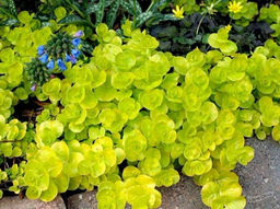 Вербейник монетчатый "Ауреа" 2 года ЗКС тара 2л