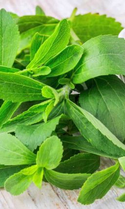 Стевия МЕДОВАЯ ТРАВКА  Природный заменитель сахара, для людей, следящих за здоровьем и больных сахарным диабетом