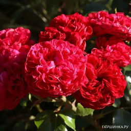 Эрик Таберли шраб