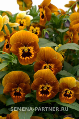 Виола Соблазн Грильяж - Партнер фото 4