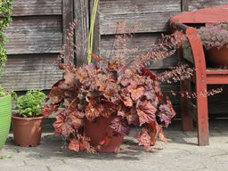 Гейхера Капучино