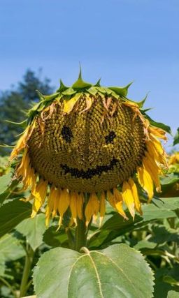 Подсолнечник ДИВО ДИВНОЕ Кондитерский, крупноплодный сорт!