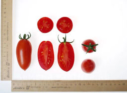 Томат Рыжий Котя F1 - Партнер фото 6