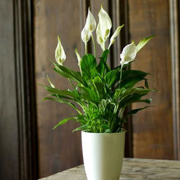 Спацифиллум