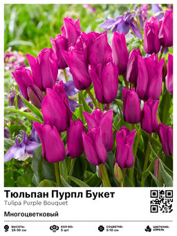Тюльпан Purple Bouquet (Многоцветковый) - Голландские луковицы фото 2