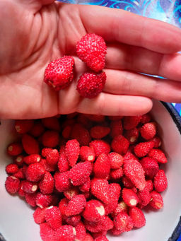 Земляника СКАЗОЧНАЯ Ремонтантная, невероятно сладкая, до 1000 ягод за сезон! - Уральский дачник фото 5