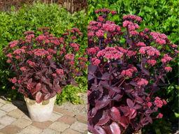 Очиток Чоколэт Черри - Долина роз фото 3