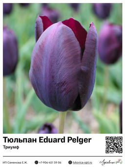 Тюльпан Eduard Pelger (Триумф)