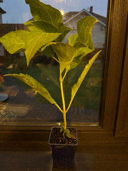 Гортензия крупнолистная Ю энд Ми Форевер