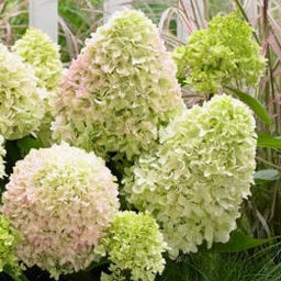 Гортензия метельчатая Литтл Фрайз - 7цветов фото 2