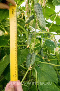 Огурец партенокарпический Эстет - Партнер фото 5