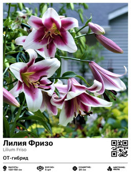 Лилия Фризо (ОТ-гибрид)