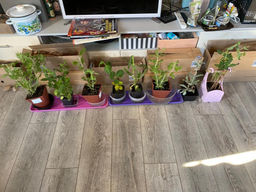 Шалфей дубравный Роуз Квин